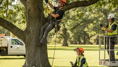 Tree disease treatment service in Richmond, VA by Arbor Tree Care
