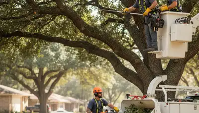 Tree pruning service in Richmond, VA for healthier, safer trees and a tidy landscape