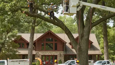 Tree service crew trimming branches in Richmond, VA
