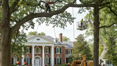 Tree service team in Richmond, VA providing professional tree trimming and removal