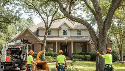 Professional tree service in Richmond, VA for trimming, pruning, and safe tree care
