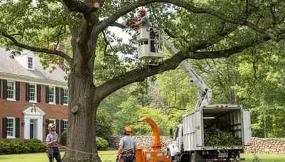Tree service crew trimming trees in Richmond, VA for safe, professional property maintenance