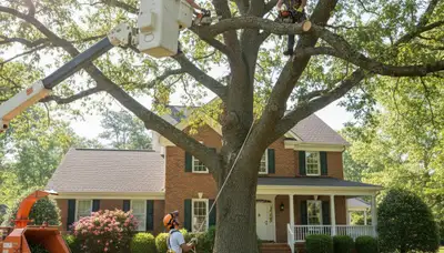 Tree service crew trimming trees in Richmond, VA for safe, professional property care