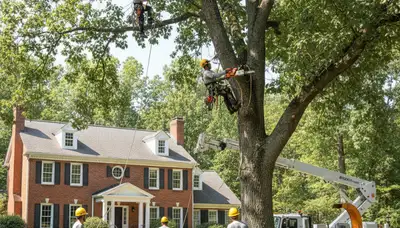 Tree service crew in Richmond, VA providing professional tree trimming and removal services