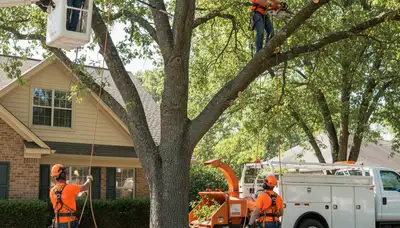 Tree trimming crew providing professional tree care in Richmond, VA