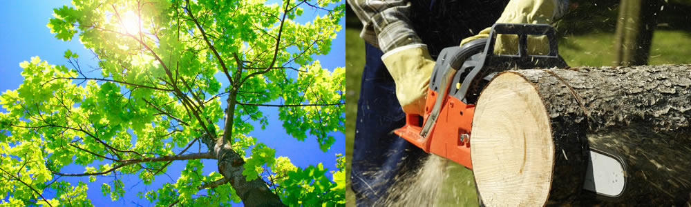 Tree Services Chesterfield